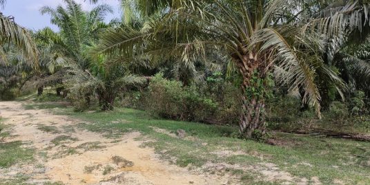 [HARGA BERPATUTAN] TANAH PERTANIAN UNTUK DIJUAL RTK BUKIT SAGU