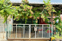 Teres_azalea1_kotasas_10