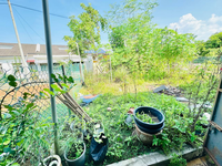 Teres_azalea1_kotasas_4