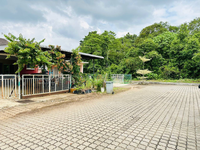 Teres_azalea1_kotasas_9