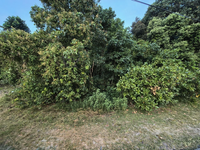 Tanah_meraga_beris_kijal_terengganu_3