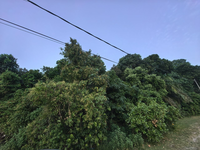 Tanah_meraga_beris_kijal_terengganu_4