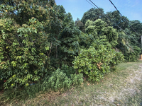 Tanah_meraga_beris_kijal_terengganu_8